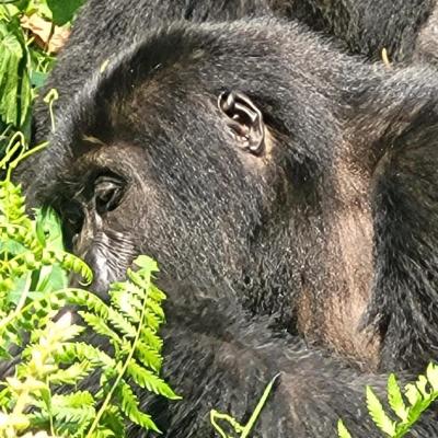 Ebenezer Safaris 16