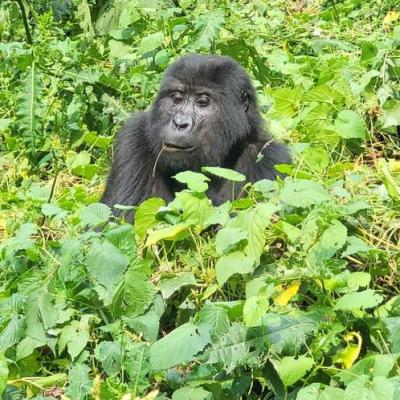 Ebenezer Safaris 1